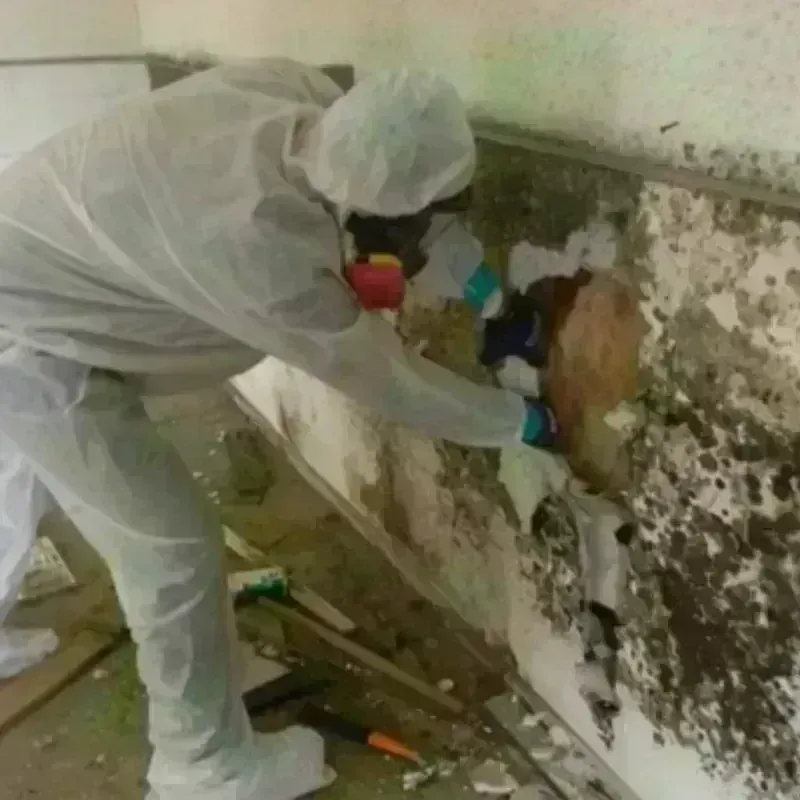 Mold Remediation and Removal in Bloomer, WI